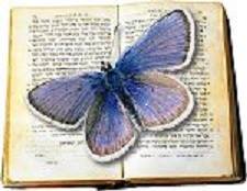 a drawing of a blue butterfly on the open pages of a book