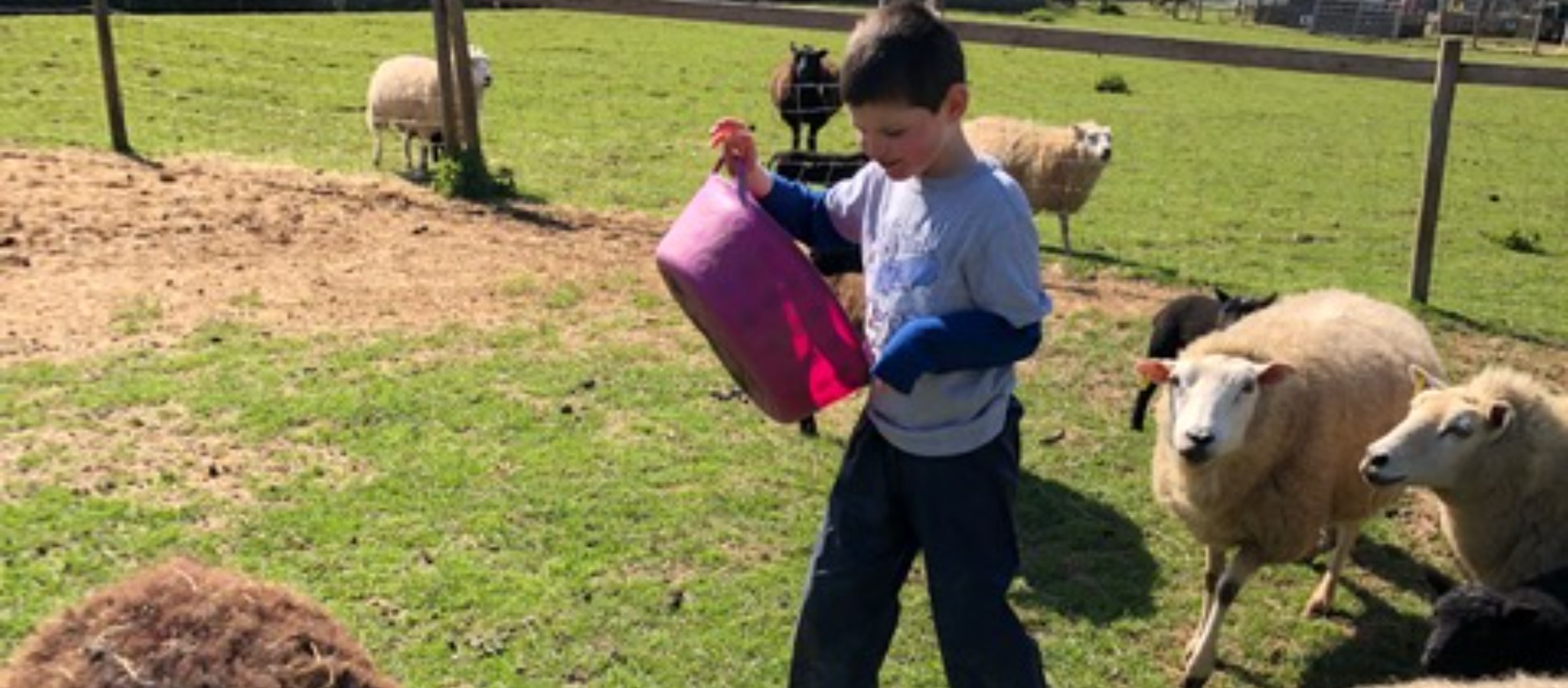 Young person holding a pink bucket walking in a field with a number of sheep following.