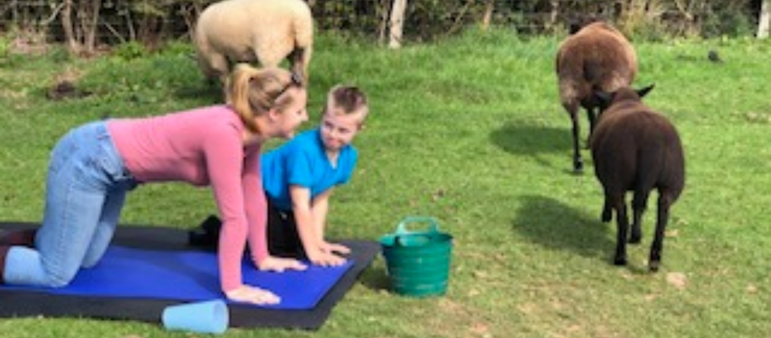 An adult and child on all fours on a yoga mat in a field surrounded by two black sheep and one white sheep
