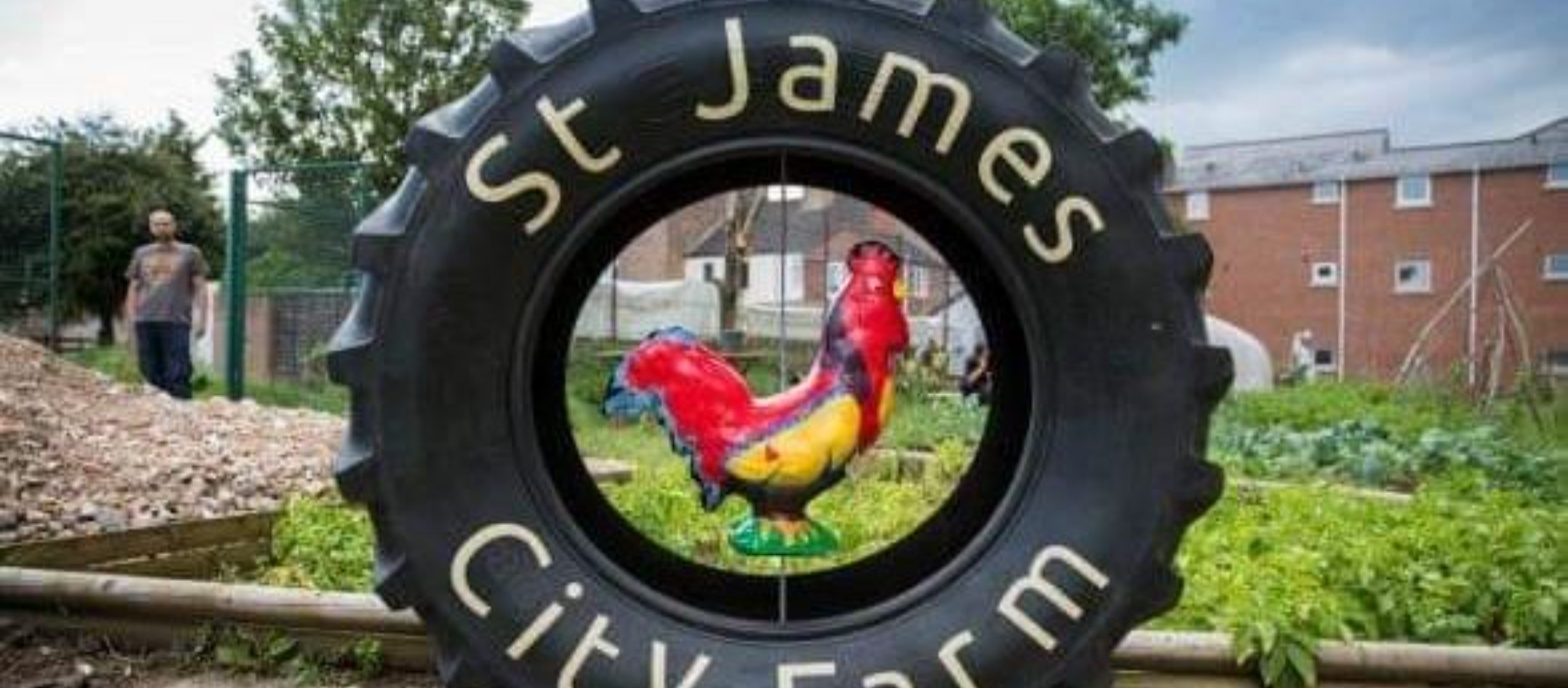 an image of a Red Rooster ornament, perched within an old tractor tire in a green space