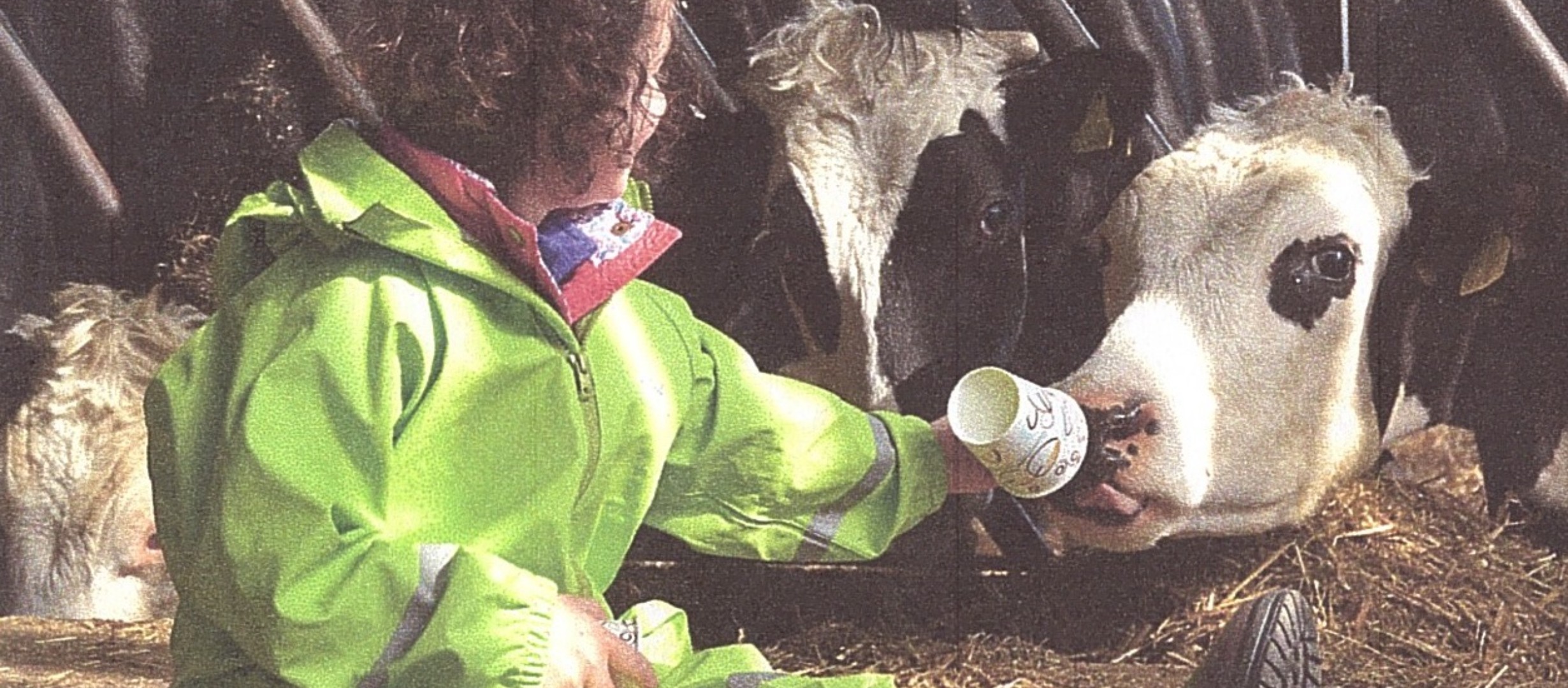 Child sitting on floor feeding a black and white cow s cup of milk