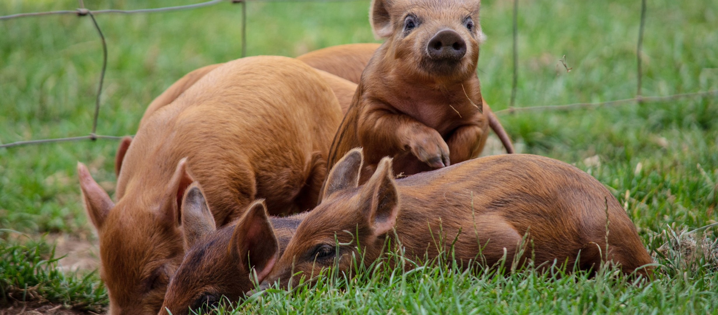 4 pigs in field
