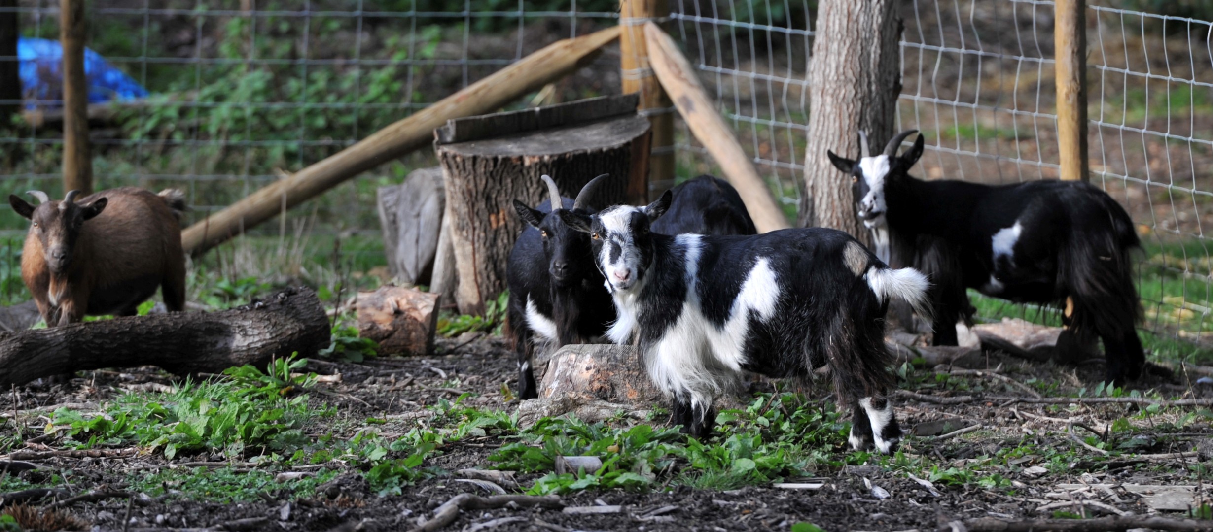 Image shows four of our pygmy goat family in their paddock