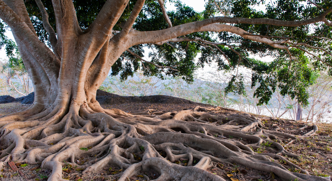 This photo is of a very big very old tree with long intricate curling roots spreading out across the earth