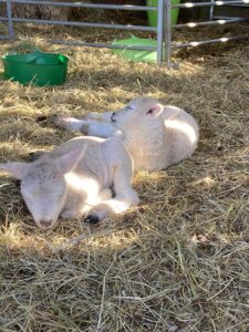 2 white lambs lying on straw