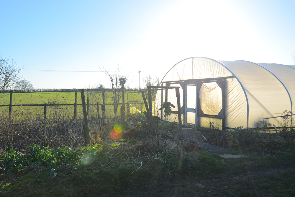 Polytunnel on the Wild Acres site lit up by the spring sun