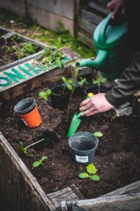 photo showing seedlings being planted