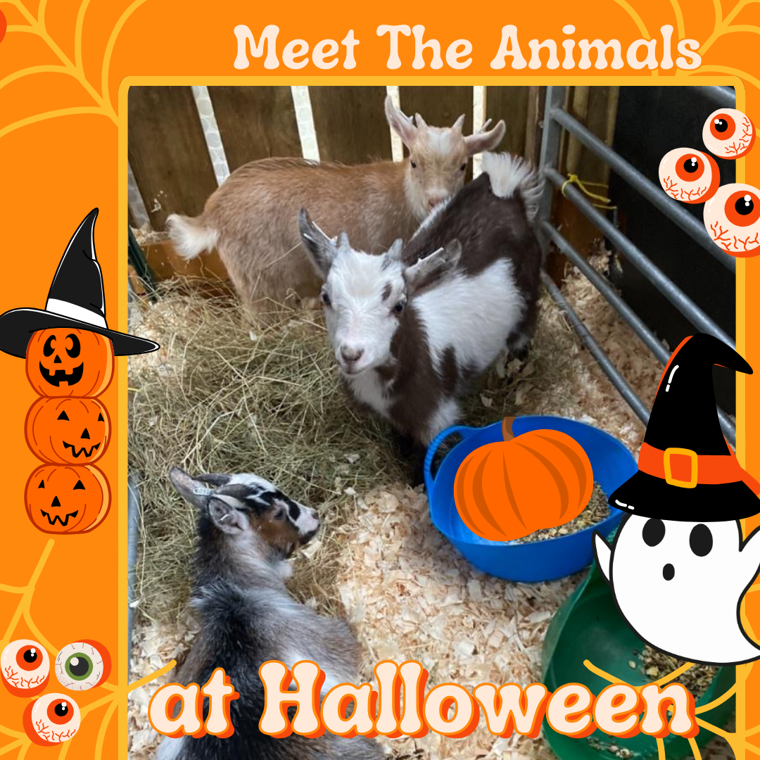 photo of Greenwoods goats with an orange halloween border showing pumpkins ghosts and witches hats