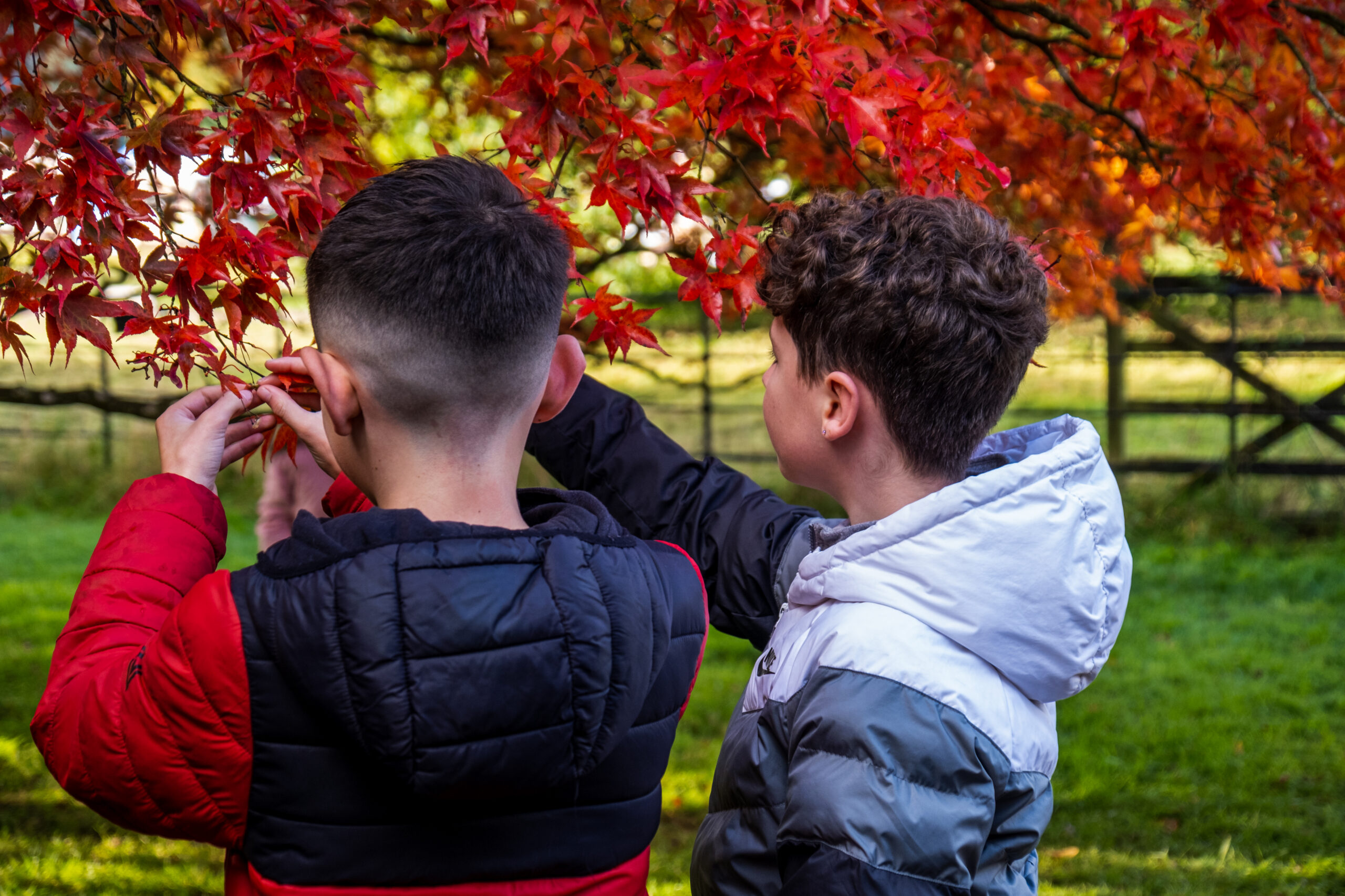 two boys looking at tree