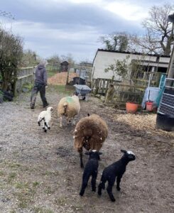 photo of Greenwoods farm showing sheep and lambs 