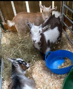 3 baby goats in a barn at Greenwoods Farm