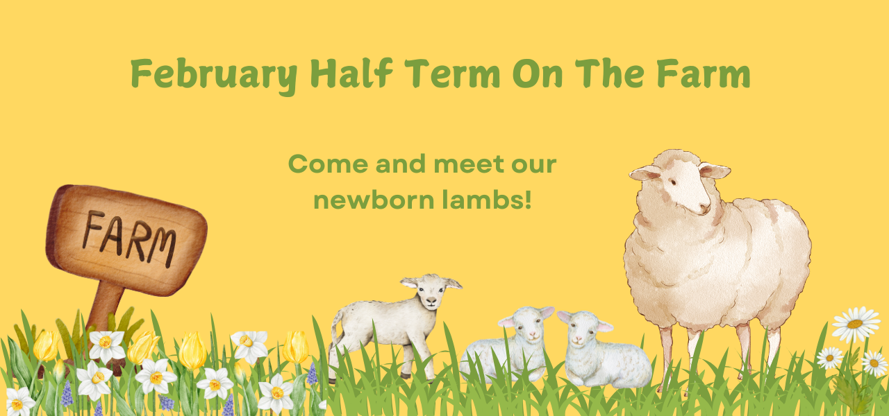 yellow banner with the words February half Term on the Farm, image of a sheep and 3 lambs on grass with spring flowers