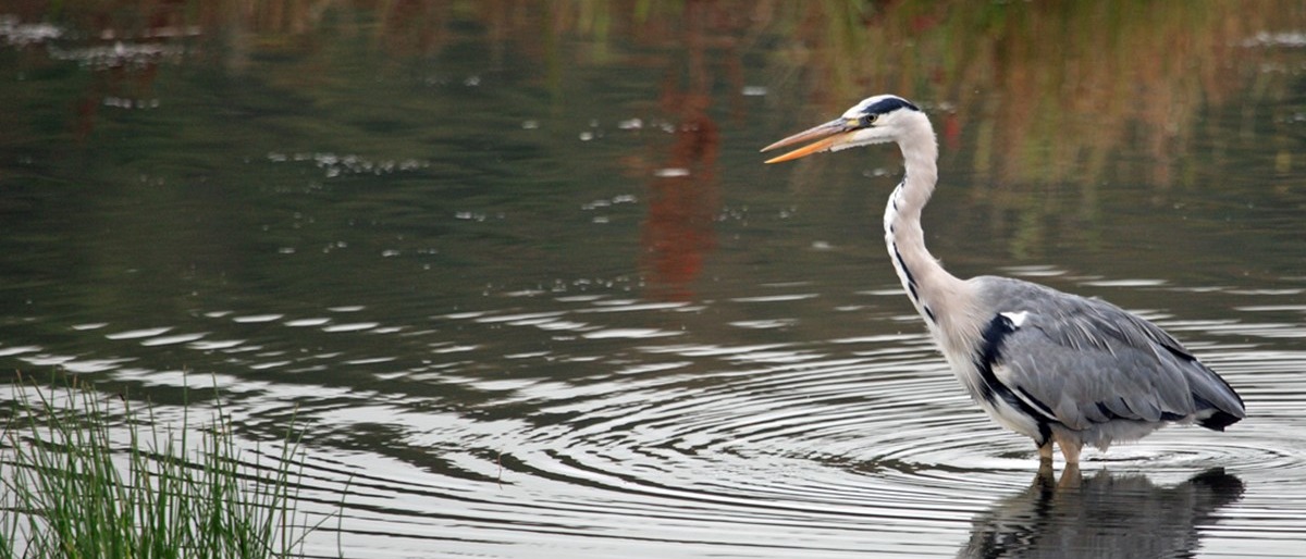 A grey heron standing in water on Tewkesbury Nature Reserve.