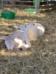 2 white lambs at greenwoods Farm