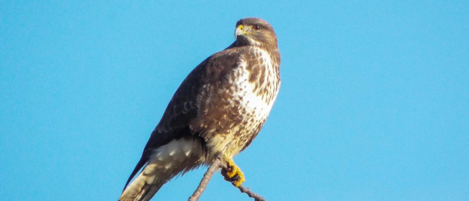 Buzzard perched at the top of a tree with a bright blue sky behind.