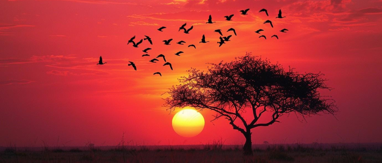 Illustration of a flock of birds flying above a large tree in the red sunset sky.