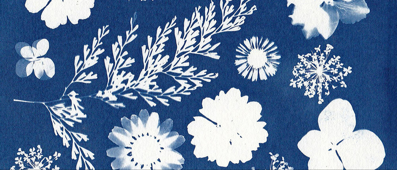 This is a beautiful cyanotype print with pressed flowers and foliage