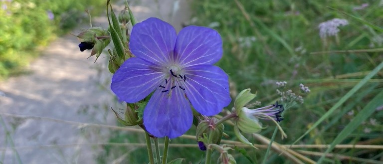 A Gloucestershire lane in summer. Hedgerow flowers, including a blue cransebill flower in the foreground.