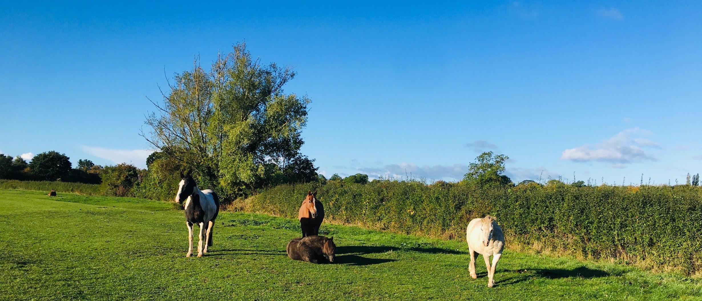 horses in a field