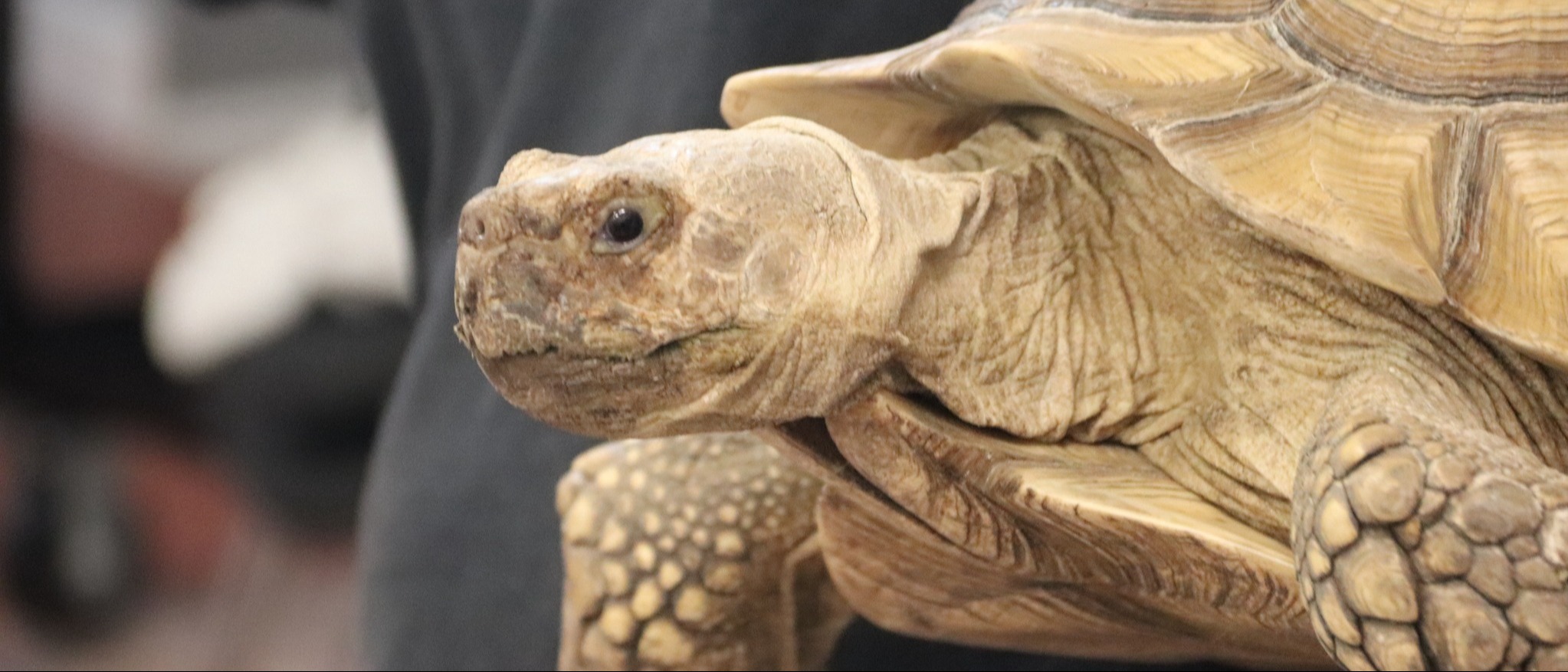 Photo of a tortoise